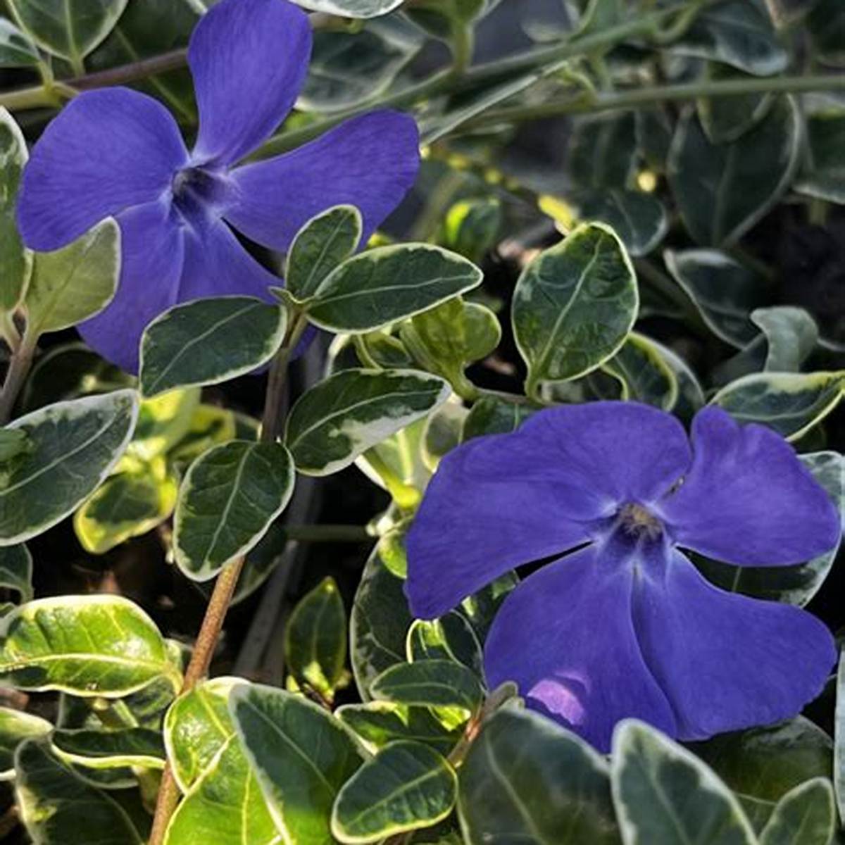 Ralph Shugert Vinca Minor