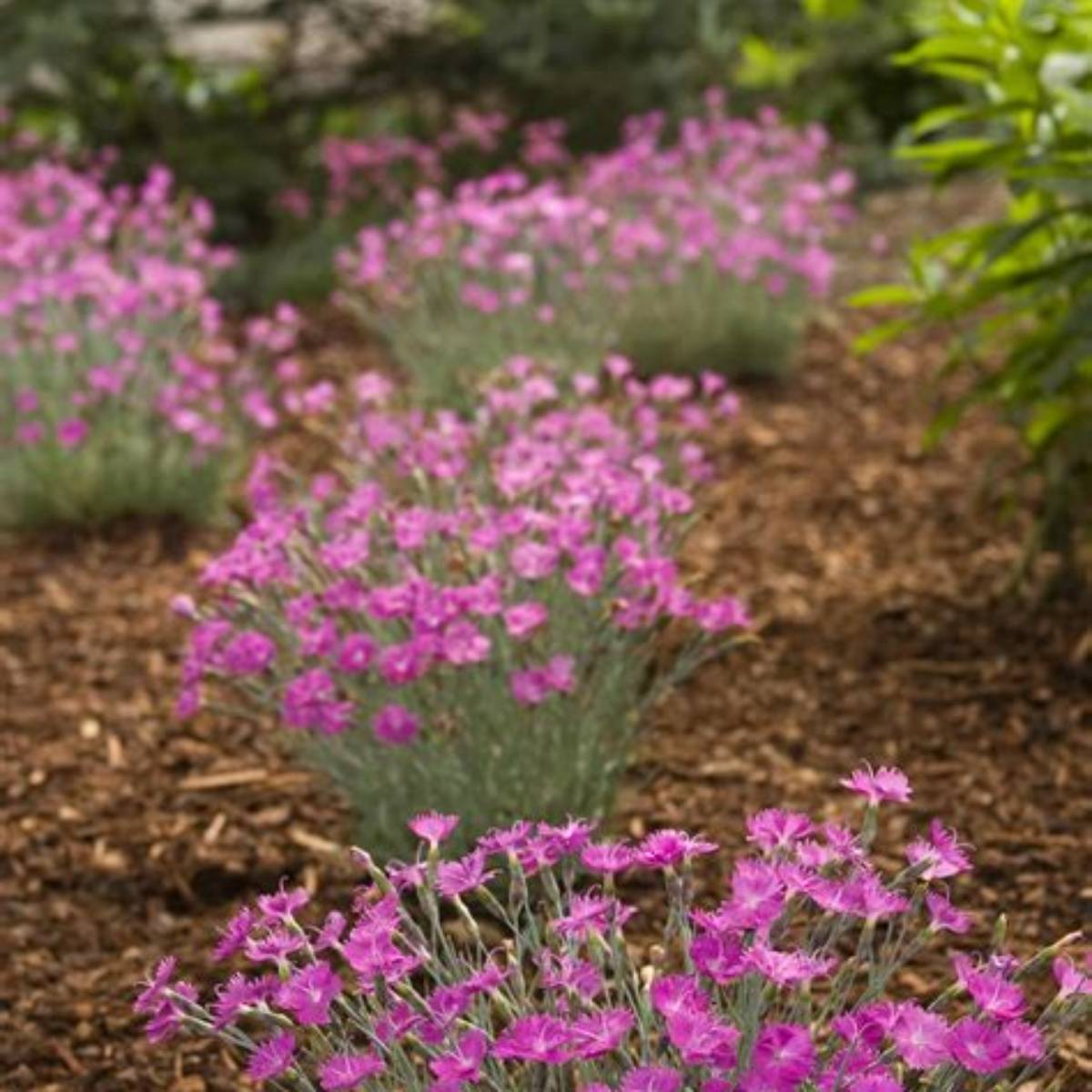 Firewitch Dianthus
