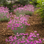 Firewitch Dianthus