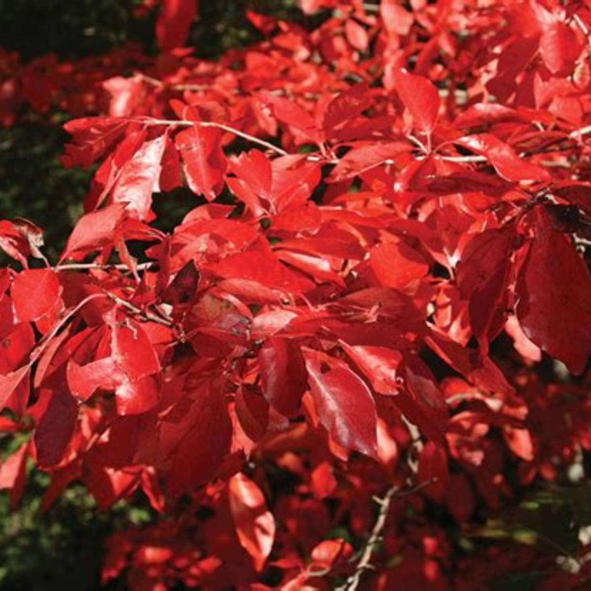 N/S Scarlet Pinnacle™ Black Gum Tree