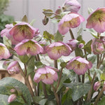 Frostkiss® Dorothy's Dawn Hellebore