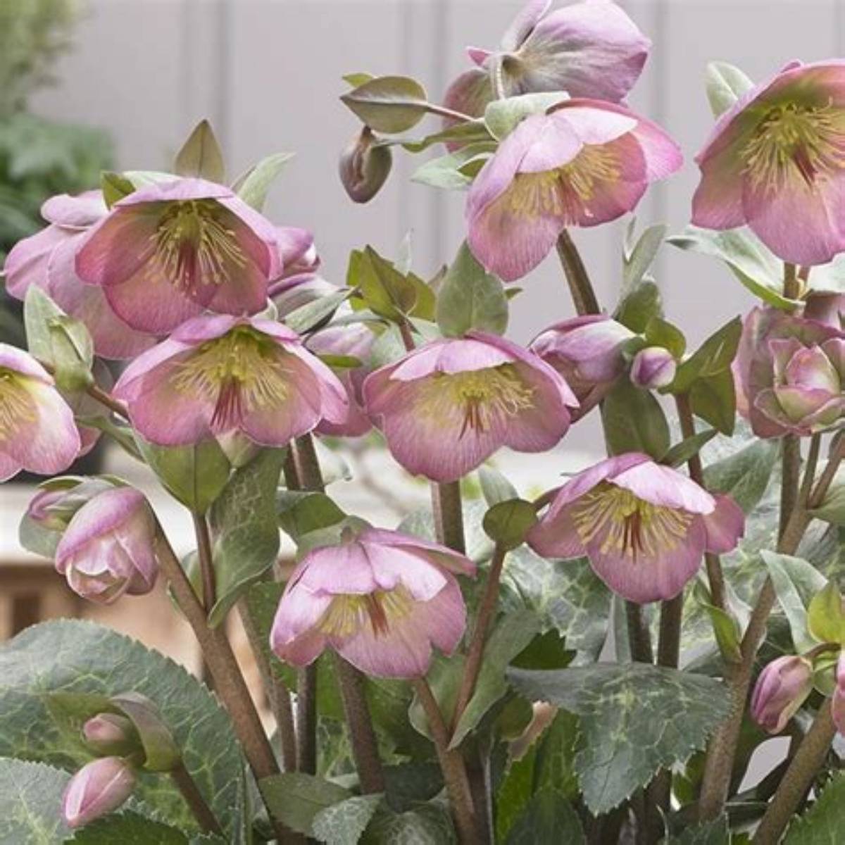 Frostkiss® Dorothy's Dawn Hellebore