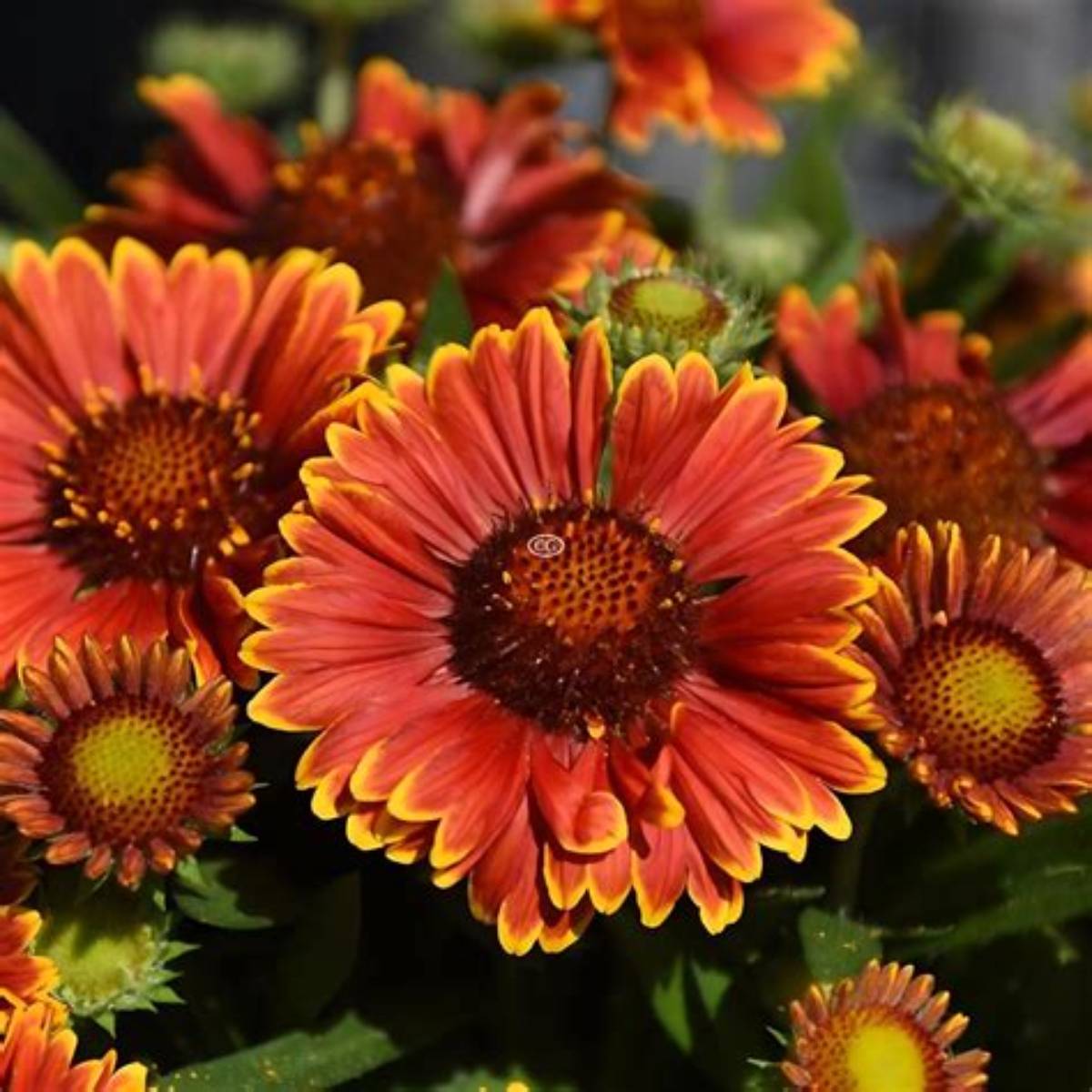 Spintop Yellow Touch Blanket Flower