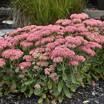 Autumn Fire Sedum