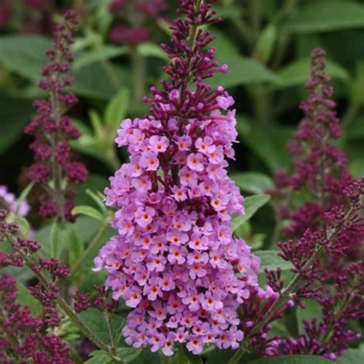 Chrysalis™ Pink Butterfly Bush