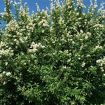 Cheyenne Privet
