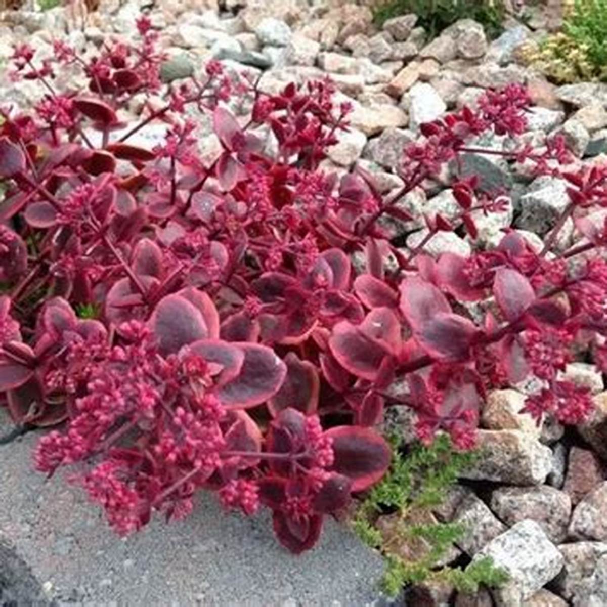 Sunsparkler® Wildfire Sedum