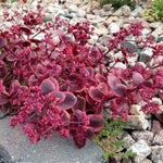 Sunsparkler® Wildfire Sedum
