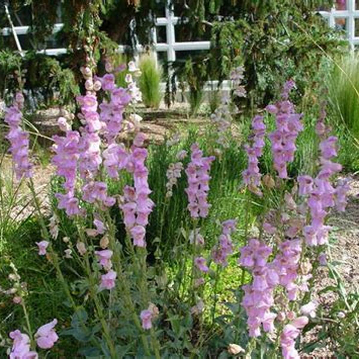Palmer's Penstemon