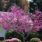 Oklahoma Redbud Tree