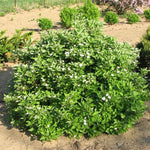 Firedance™ Dogwood