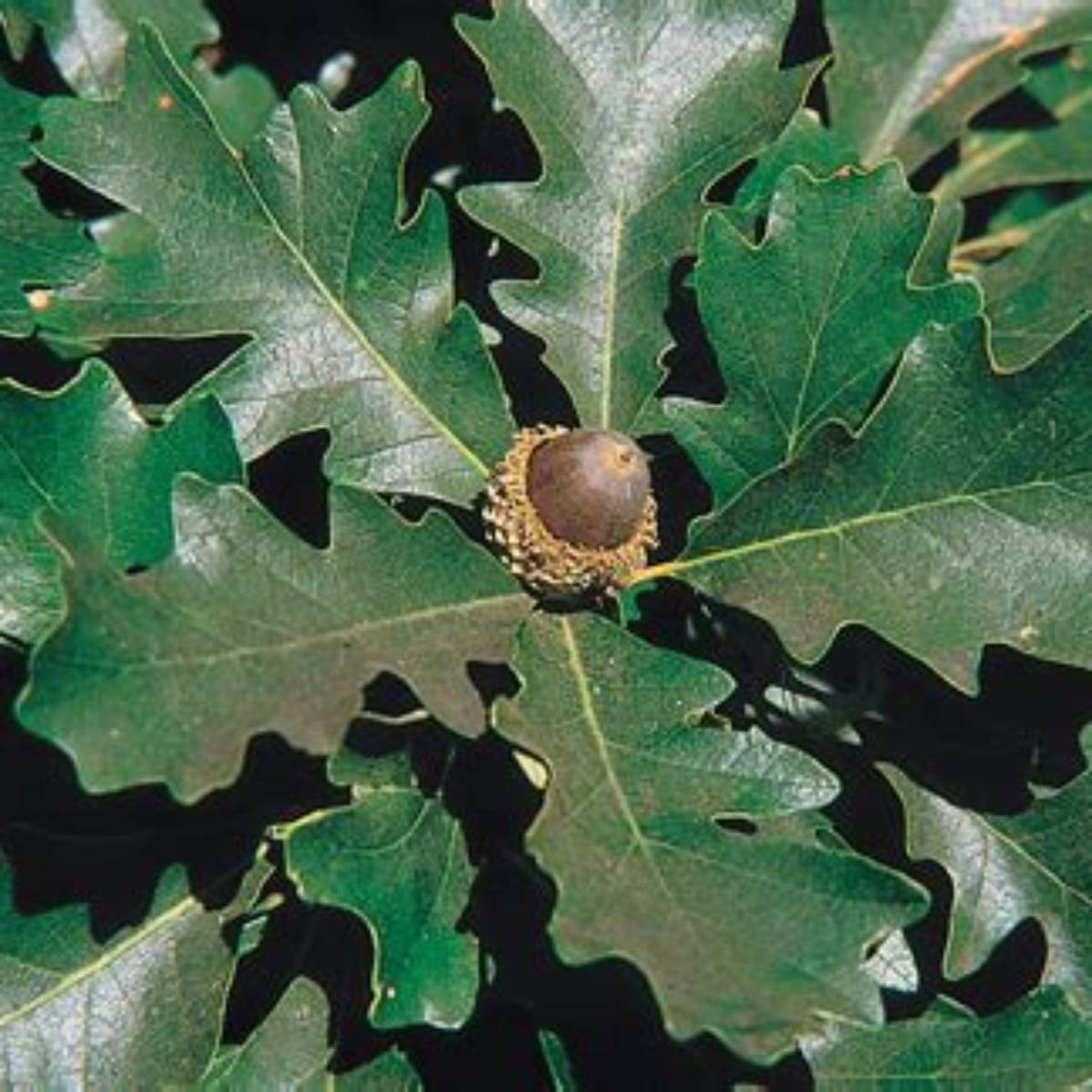 Bur Oak Tree