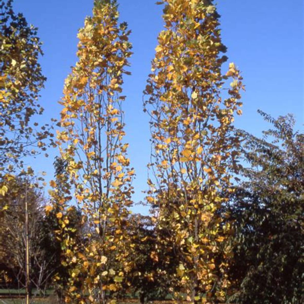Columnar Tulip Tree