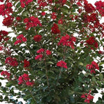 Colorama™ Scarlet Crapemyrtle Tree