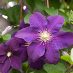 Jackmanii Superba Clematis
