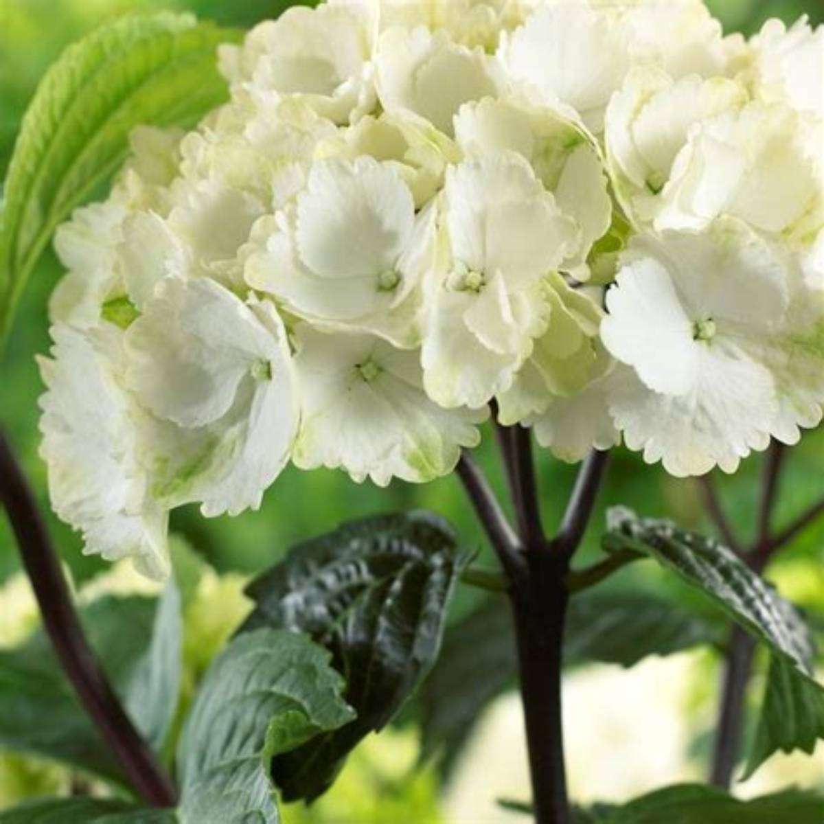 Zebra Hydrangea
