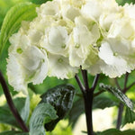 Zebra Hydrangea