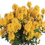 Honeysticks Gold Agastache