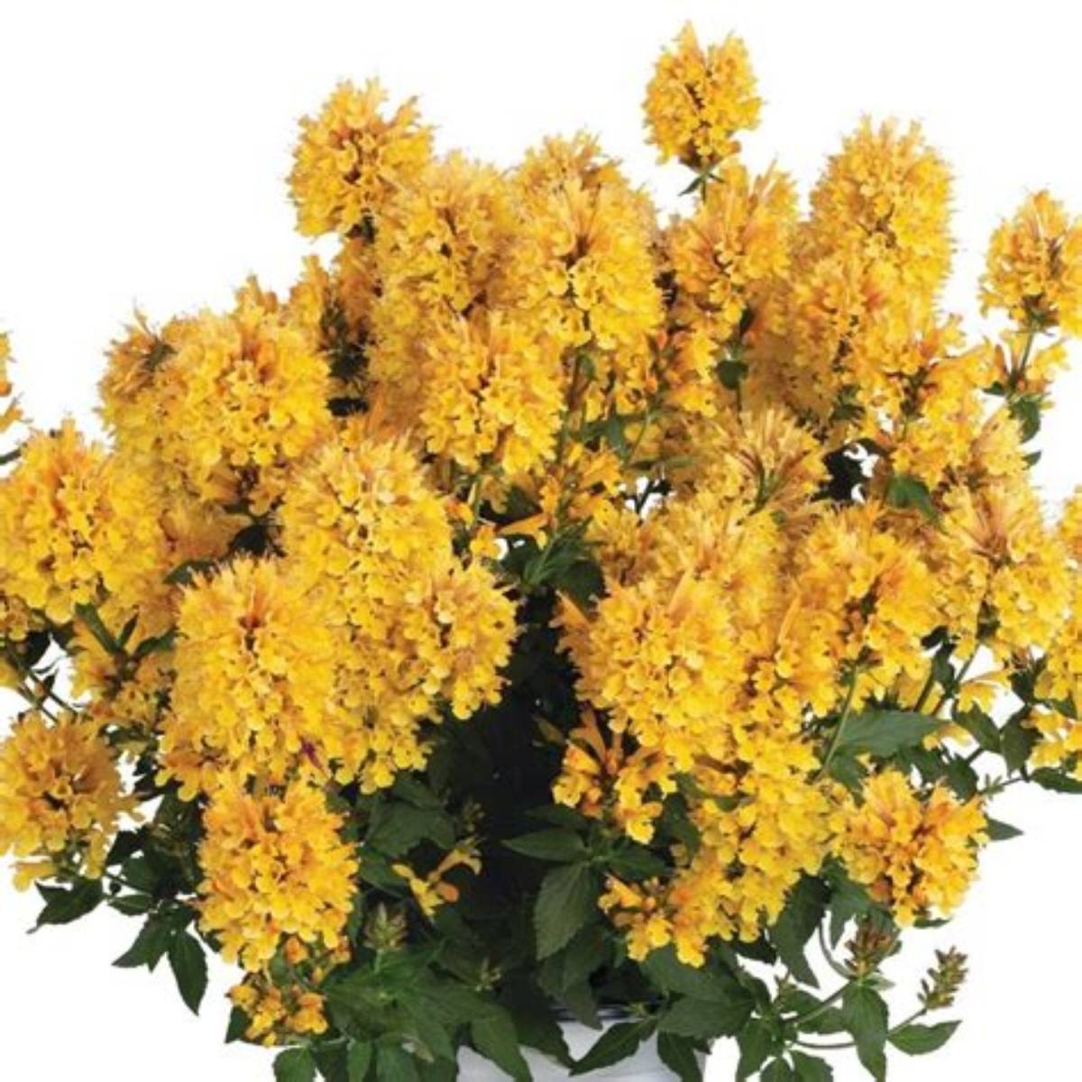 Honeysticks Gold Agastache