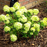 Little Lime® Hydrangea