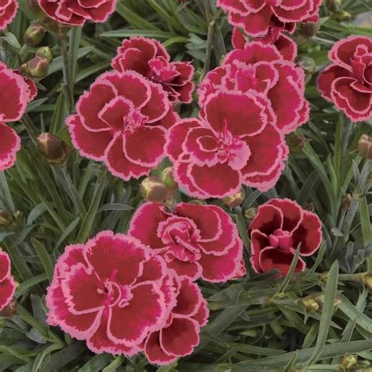 EverLast™ Red+Pink Dianthus