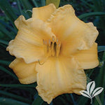 Sunny Honey Daylily