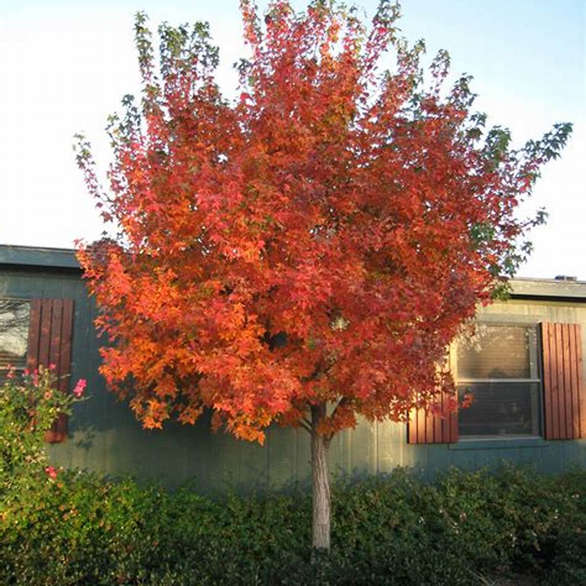 Shantung Maple Tree
