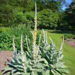 Letitia Flannel PLant