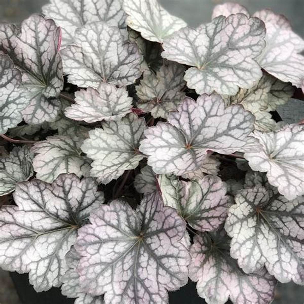 Glitter Coral Bells