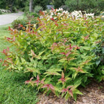 Kodiak® Red 2.0 Bush Honeysuckle