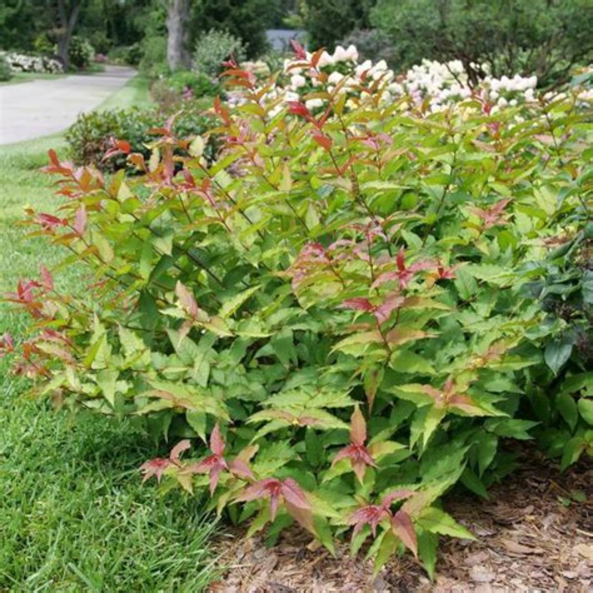 Kodiak® Red 2.0 Bush Honeysuckle