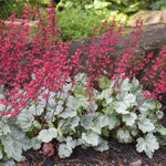 Dolce® Spearmint Coral Bells