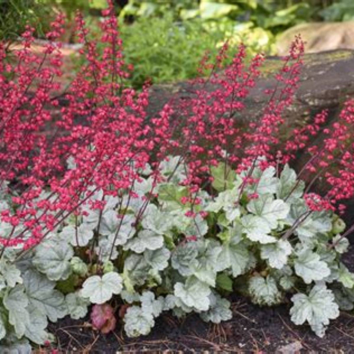 Dolce® Spearmint Coral Bells