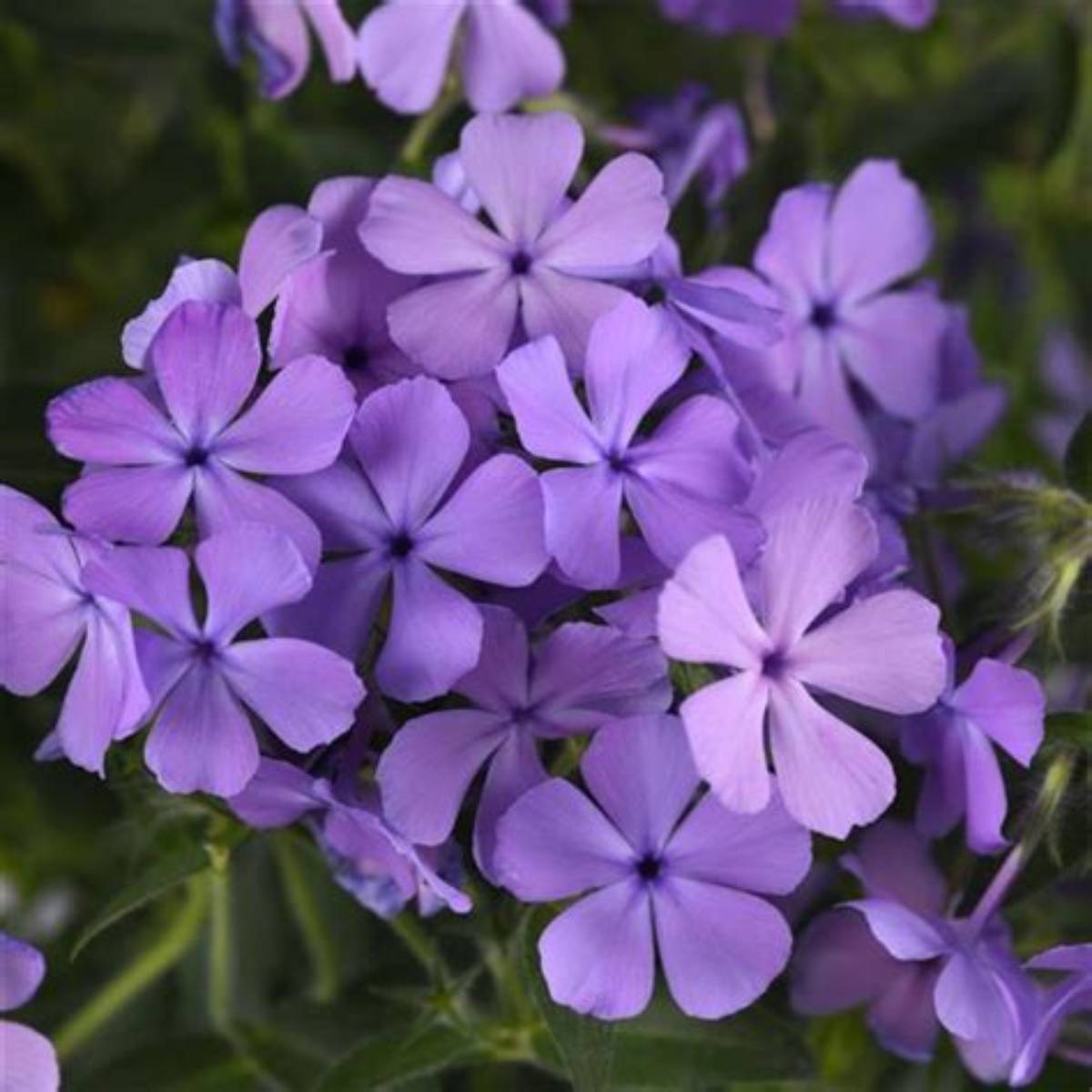 Candy Cloud™ Blue Phlox