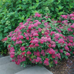 Double Play Doozie® Spirea