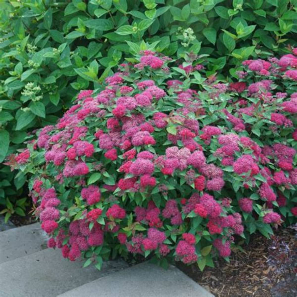 Double Play Doozie® Spirea