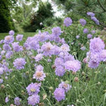 Butterfly Blue Pincushion Flower