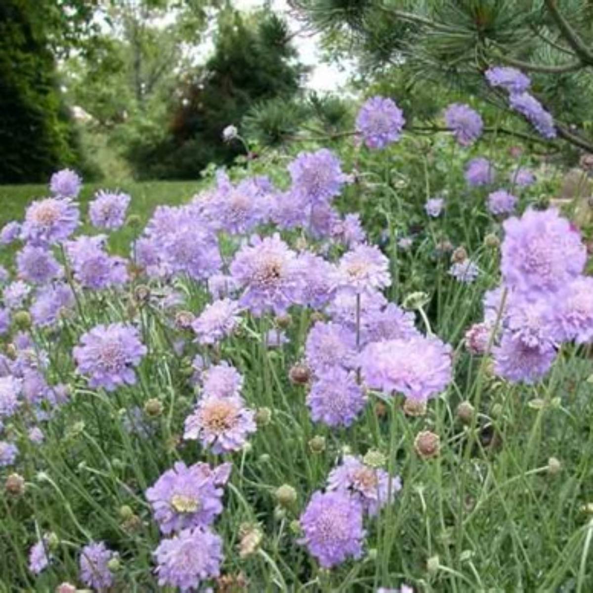 Butterfly Blue Pincushion Flower