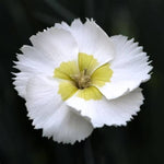 American Pie® Key Lime Pie Dianthus