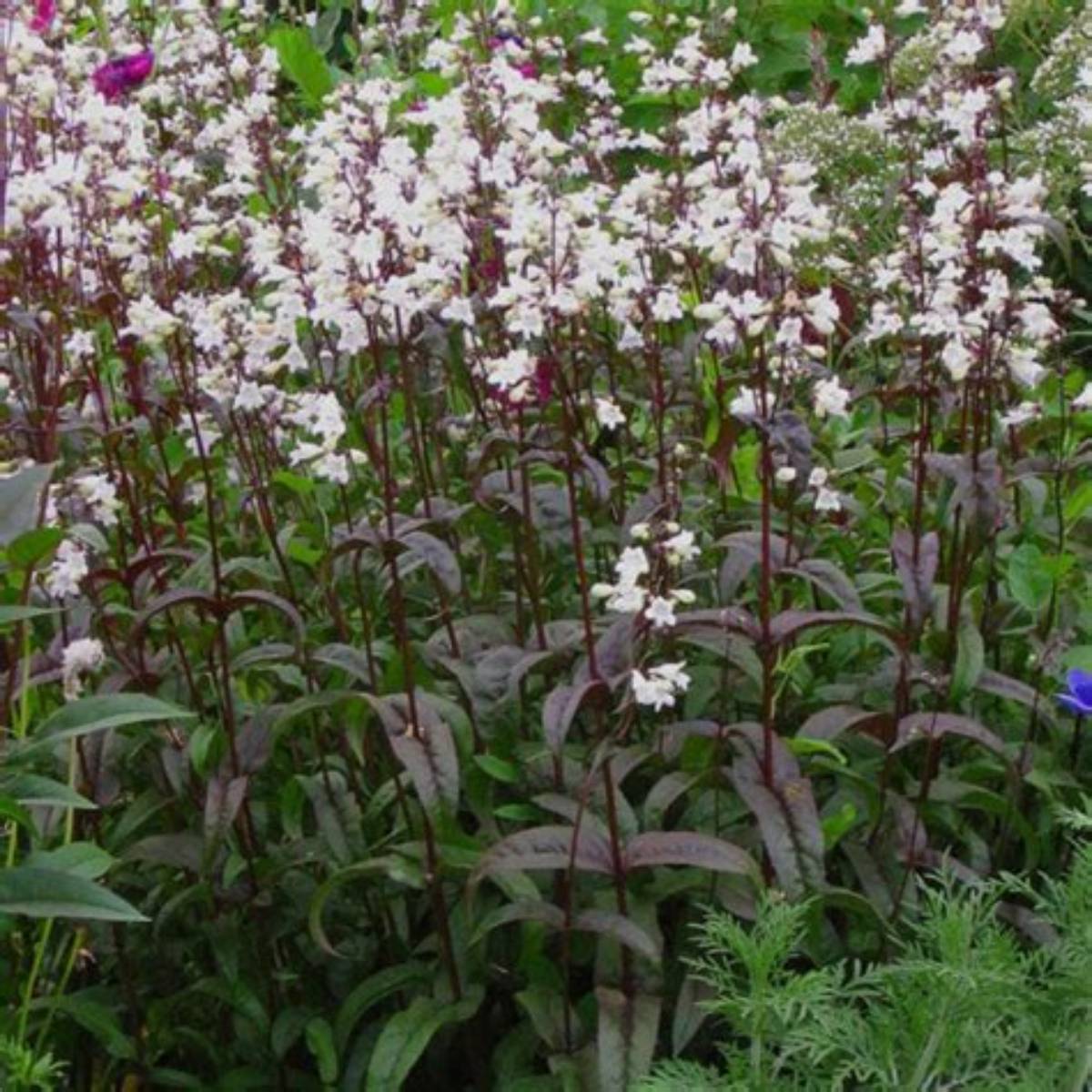 Husker Red Penstemon
