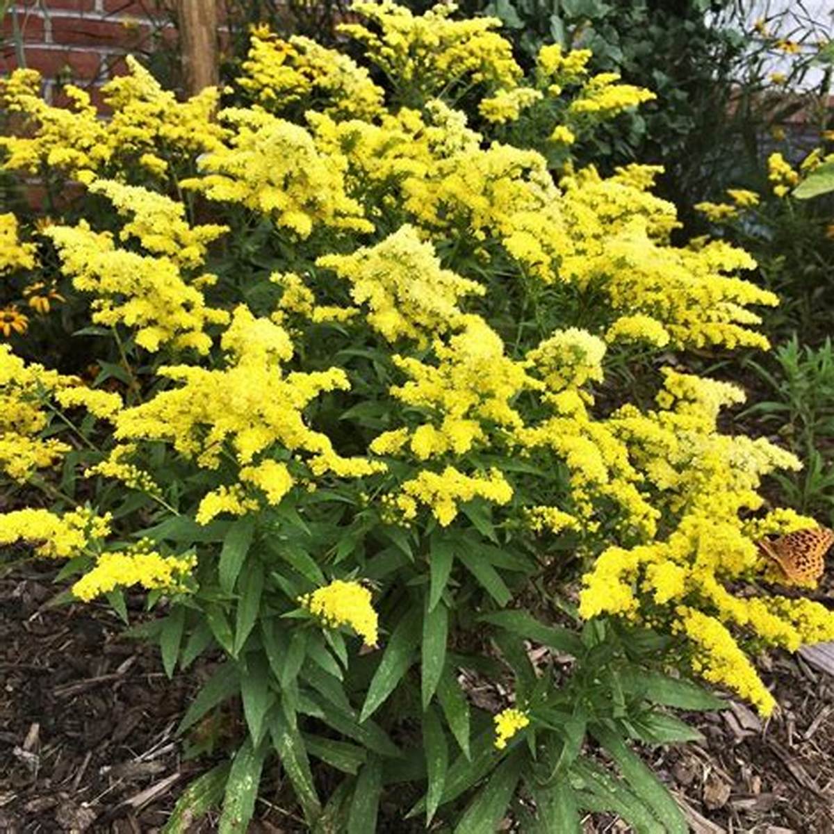 Little Lemon Goldenrod