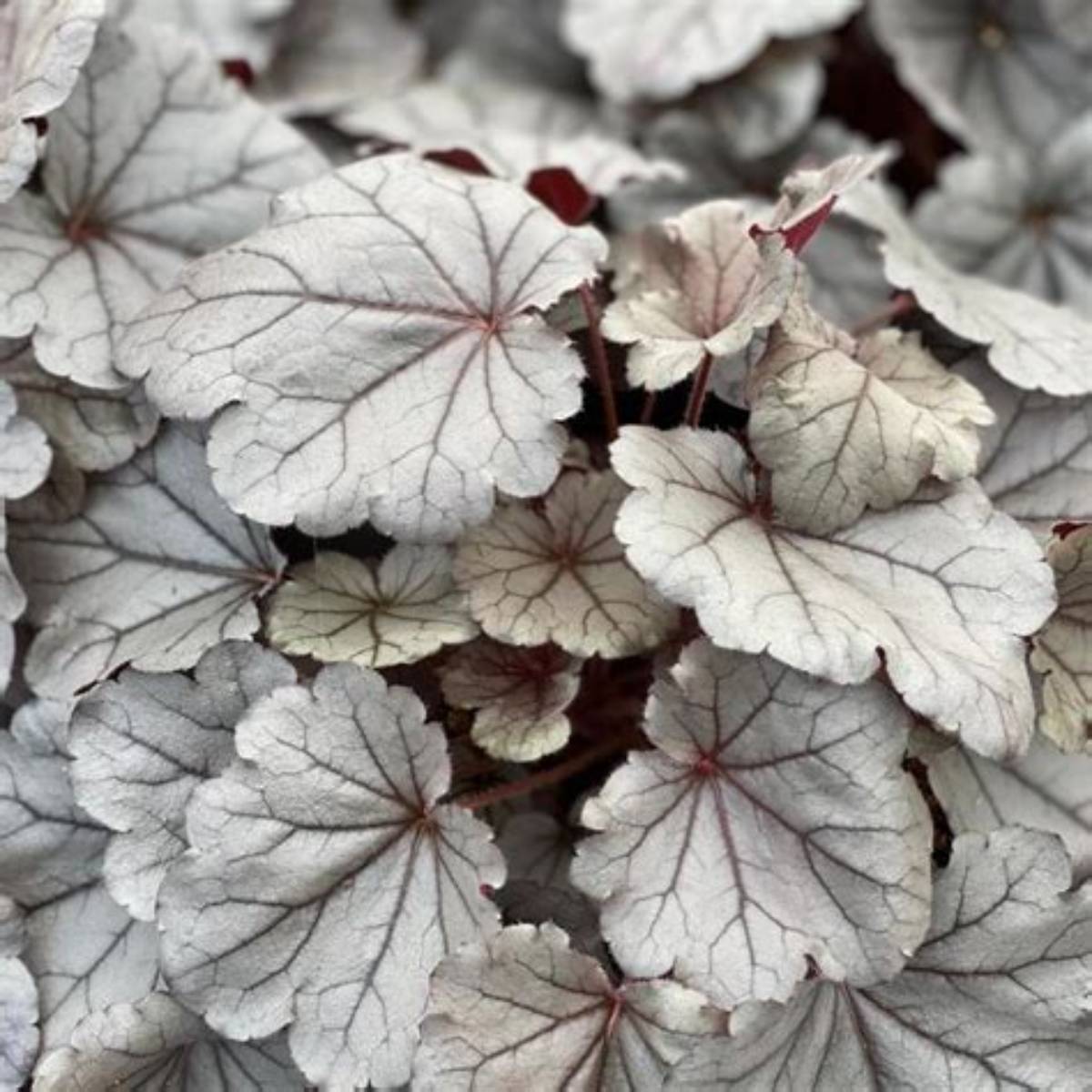 Indian Summer Silverberry Coral Bells