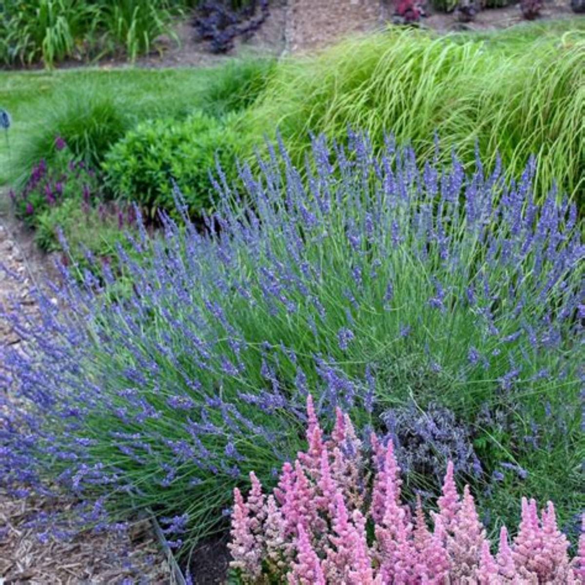 Phenomenal™ Lavender