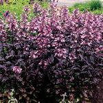 Dakota™ Burgundy Penstemon
