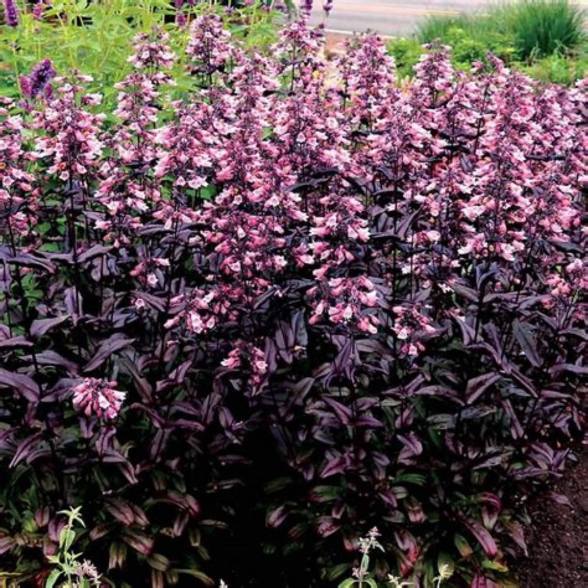 Dakota™ Burgundy Penstemon