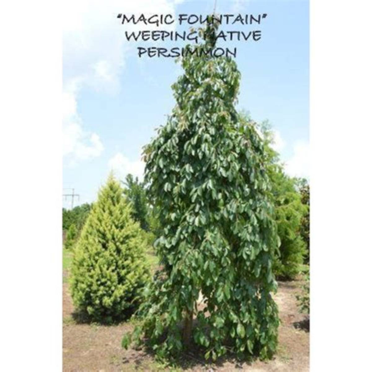 Magic Fountain™ Weeping Persimmon Tree