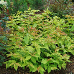 Kodiak Fresh® Bush Honeysuckle