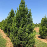 Kashyma™ Cryptomeria