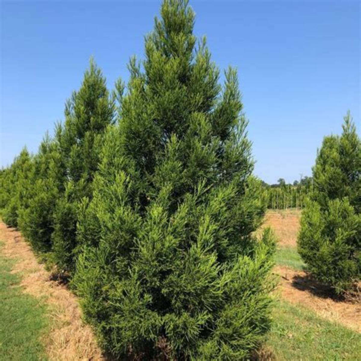Kashyma™ Cryptomeria