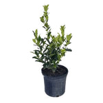 Oakland® Red Holly Tree Form